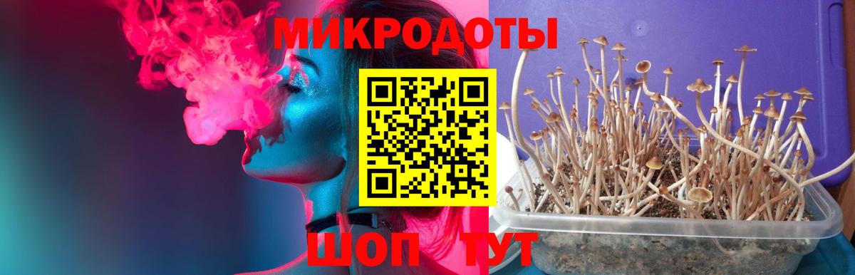Галлюциногенные грибы Psilocybe Камень-на-Оби